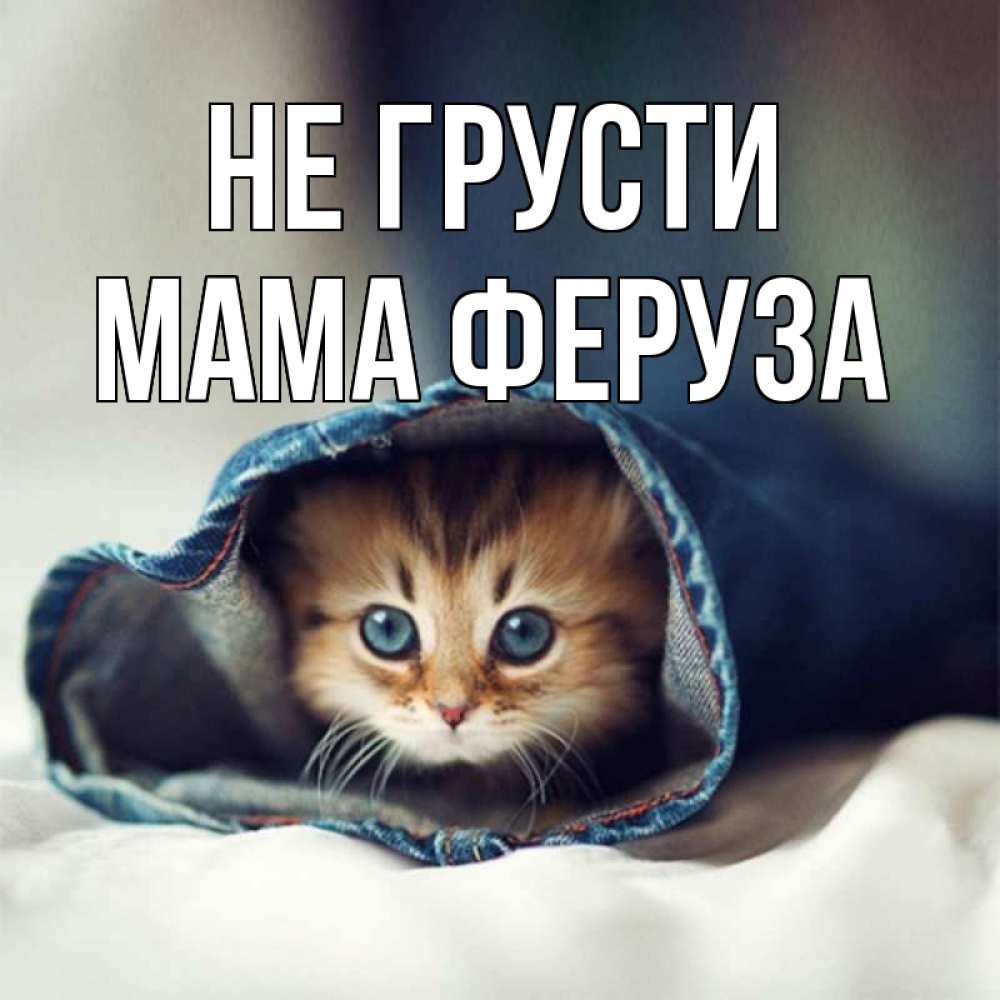 Открытка на каждый день с именем, Мама-Феруза Не грусти кот в одежде Прикольная открытка с пожеланием онлайн скачать бесплатно 