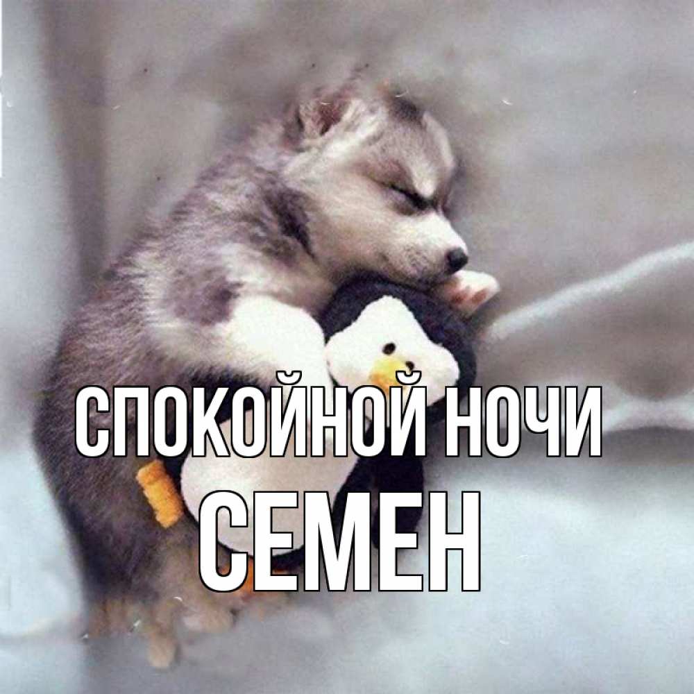Открытка на каждый день с именем, Семен Спокойной ночи обнимашки щенка и пингвина Прикольная открытка с пожеланием онлайн скачать бесплатно 