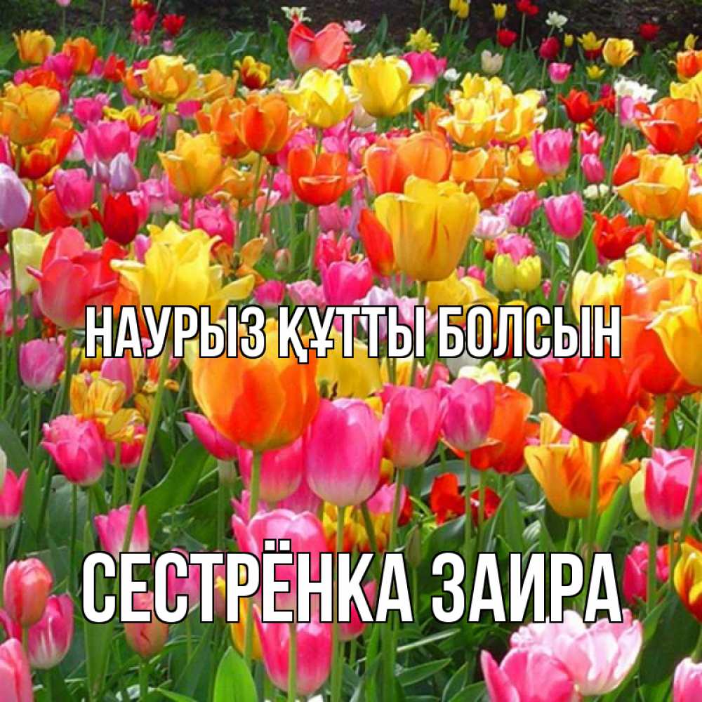 Открытка на каждый день с именем, Сестрёнка-Заира Наурыз құтты болсын на наурыз  ура ура Прикольная открытка с пожеланием онлайн скачать бесплатно 