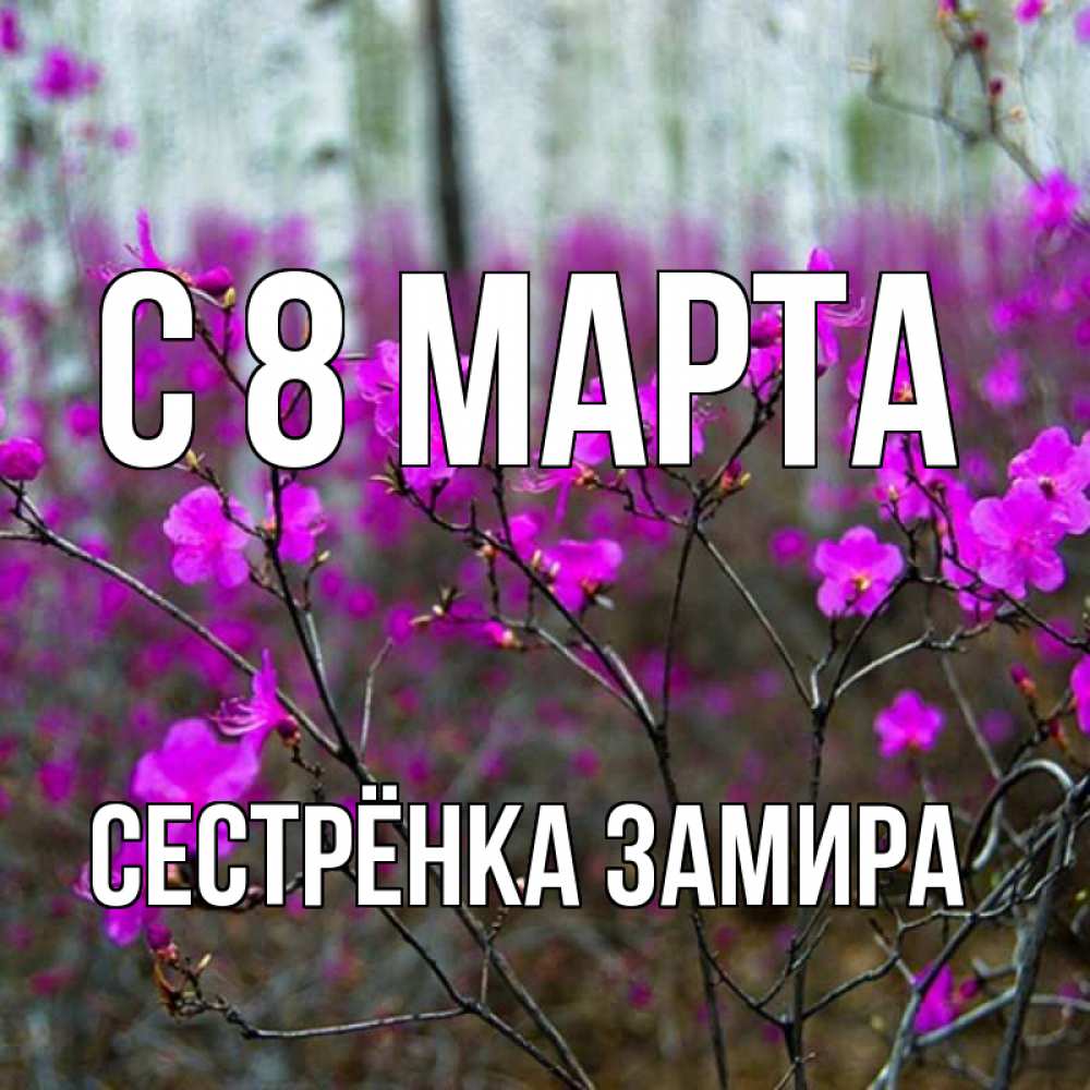 Открытка на каждый день с именем, Сестрёнка-Замира С 8 МАРТА дикие цветы Прикольная открытка с пожеланием онлайн скачать бесплатно 