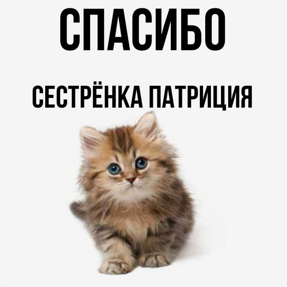 Открытка на каждый день с именем, Сестрёнка-Патриция Спасибо пушистый котик Прикольная открытка с пожеланием онлайн скачать бесплатно 