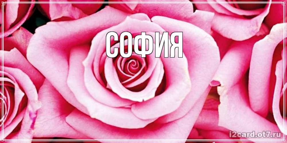 Открытка на каждый день с именем, София Главная открытка с розовой розой на день рождения Прикольная открытка с пожеланием онлайн скачать бесплатно 