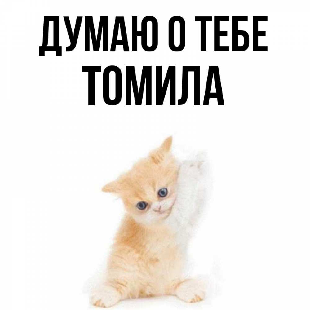 Открытка на каждый день с именем, Томила Думаю о тебе зверушки и милота Прикольная открытка с пожеланием онлайн скачать бесплатно 