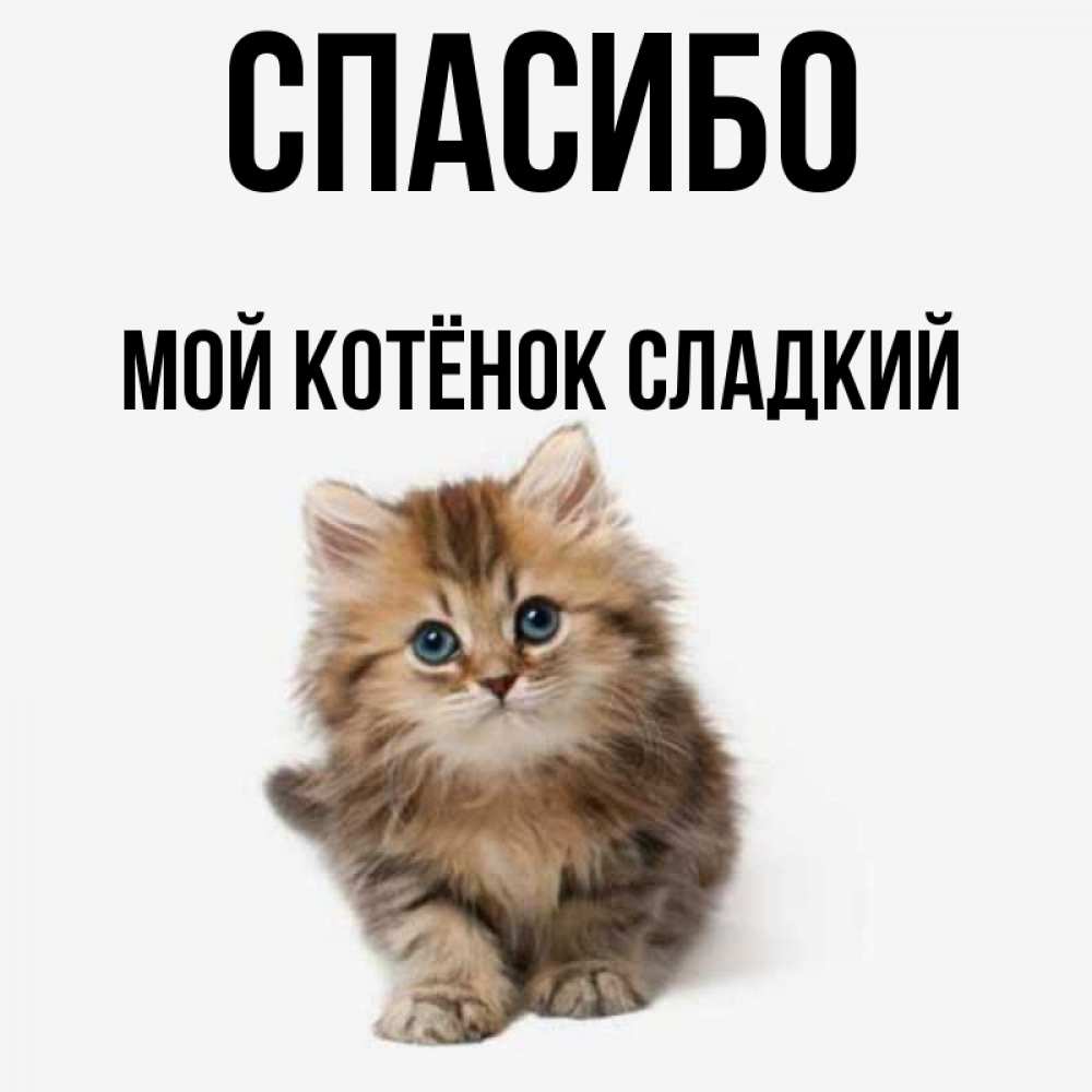 Картинки ты мой котик сладенький