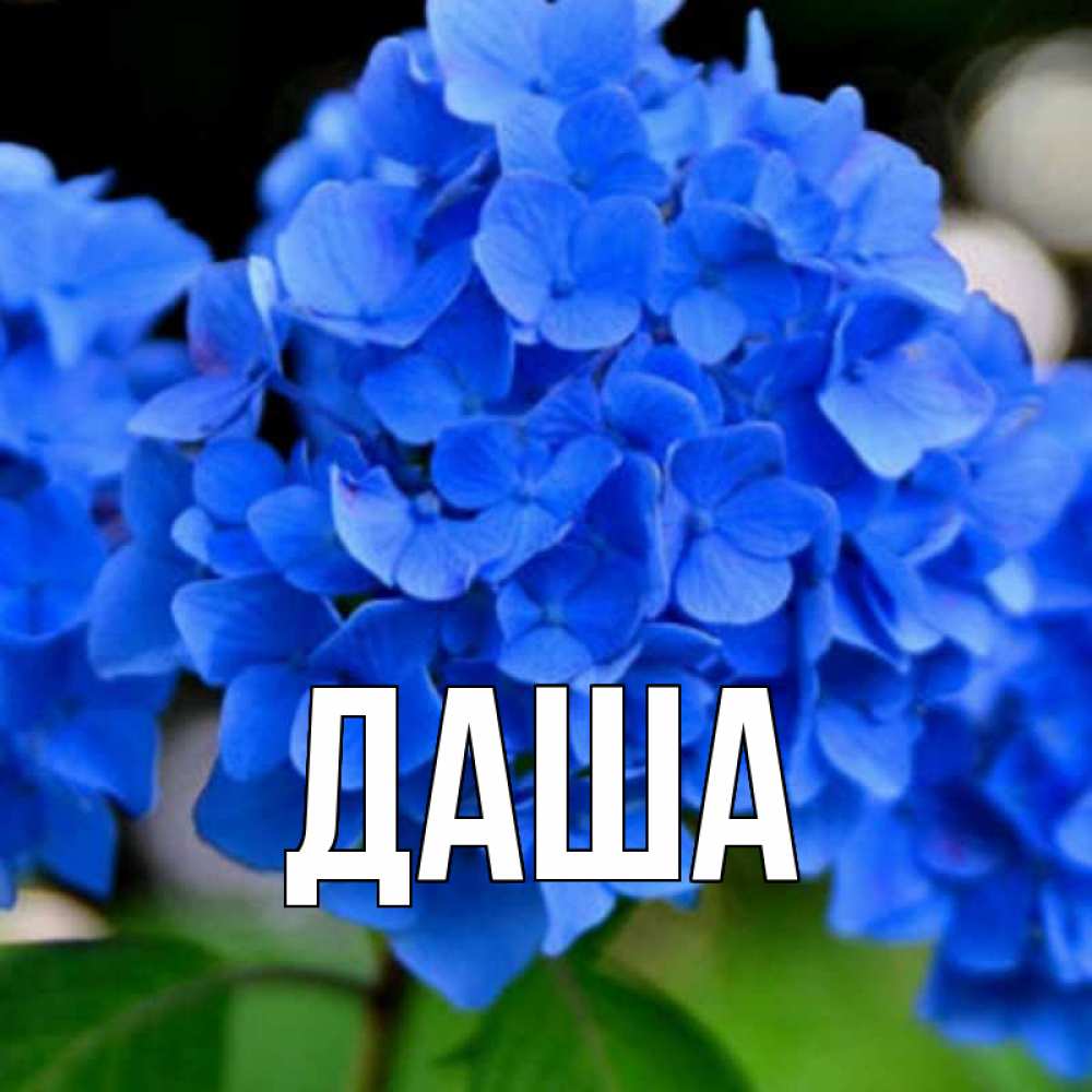 Открытка на каждый день с именем, Даша Главная синие цветы Прикольная открытка с пожеланием онлайн скачать бесплатно 