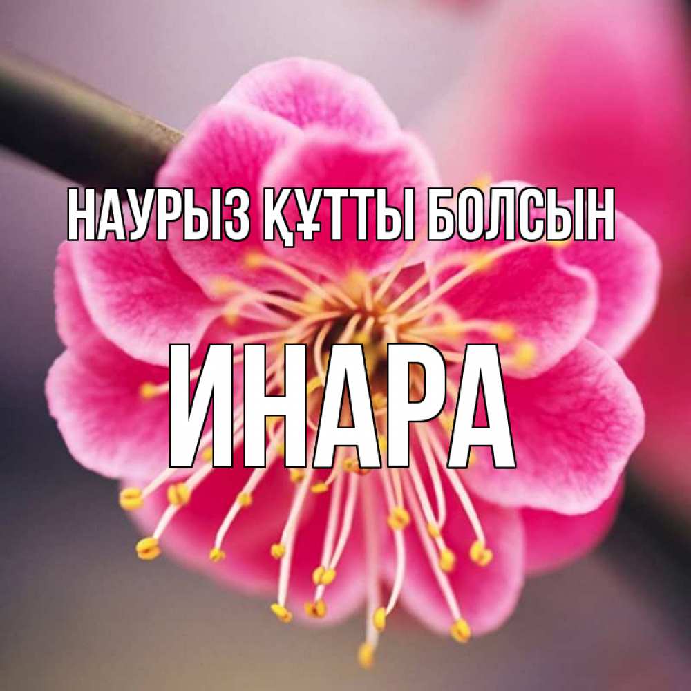Открытка на каждый день с именем, Инара Наурыз құтты болсын цветы Прикольная открытка с пожеланием онлайн скачать бесплатно 