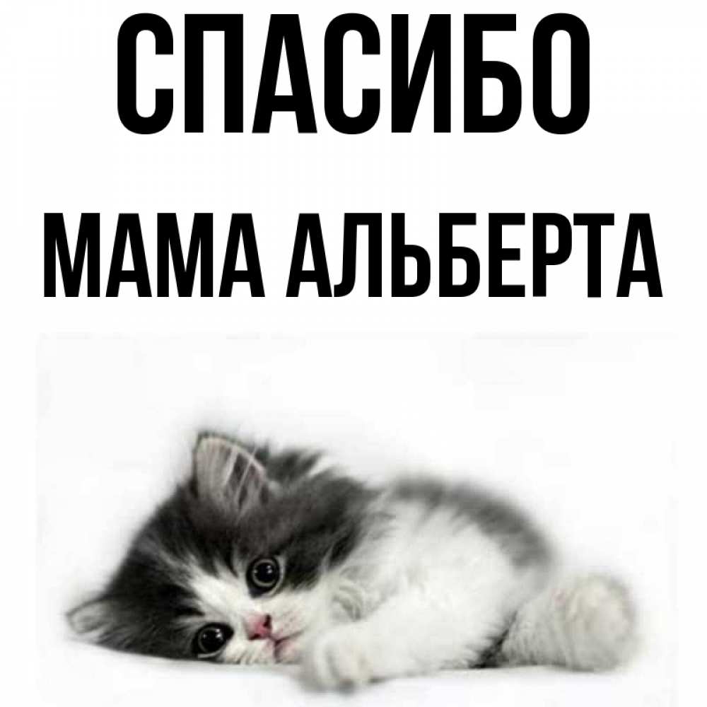 Открытка на каждый день с именем, Мама-Альберта Спасибо черный и белый кот Прикольная открытка с пожеланием онлайн скачать бесплатно 