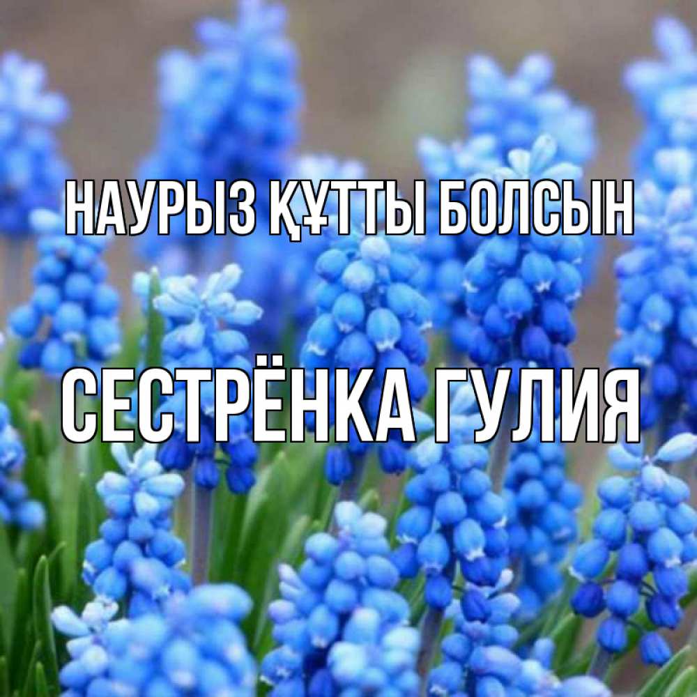 Открытка на каждый день с именем, Сестрёнка-Гулия Наурыз құтты болсын Поздравительная открытка для женщин с цветами на праздничную дату Прикольная открытка с пожеланием онлайн скачать бесплатно 