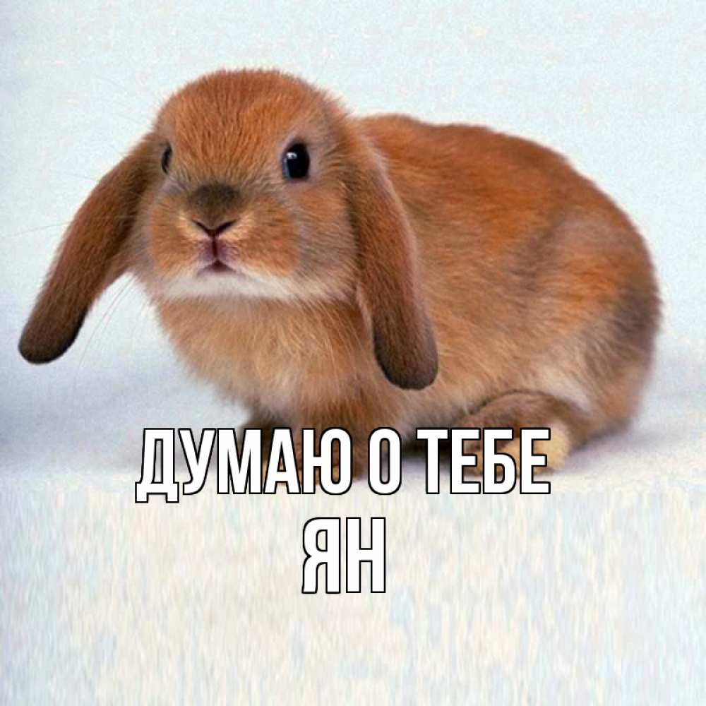 Открытка на каждый день с именем, Ян Думаю о тебе кроль коричневый Прикольная открытка с пожеланием онлайн скачать бесплатно 