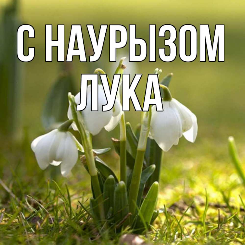 Открытка на каждый день с именем, Лука С наурызом ранние цветы 2 Прикольная открытка с пожеланием онлайн скачать бесплатно 