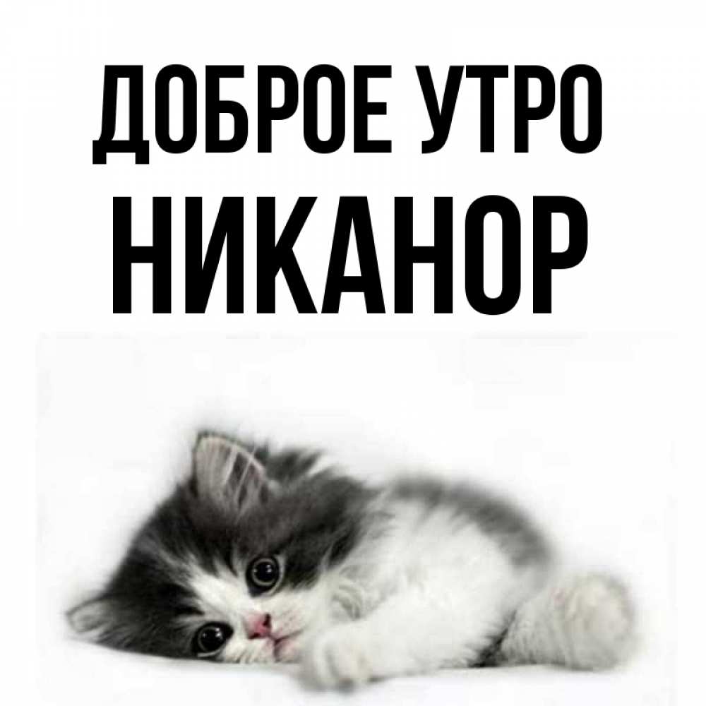 Открытка на каждый день с именем, Никанор Доброе утро кот лапки Прикольная открытка с пожеланием онлайн скачать бесплатно 