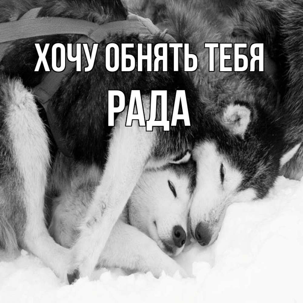Открытка на каждый день с именем, Рада Хочу обнять тебя собачки в упряжке Прикольная открытка с пожеланием онлайн скачать бесплатно 