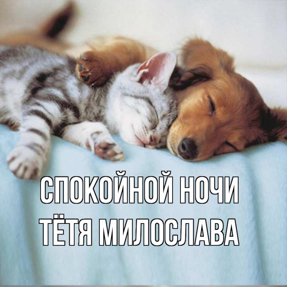 Открытка на каждый день с именем, Тётя-Милослава Спокойной ночи с животными Прикольная открытка с пожеланием онлайн скачать бесплатно 