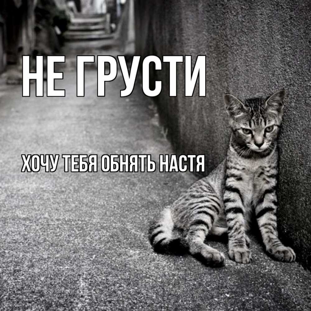 Открытка на каждый день с именем, Хочу-тебя-обнять-настя Не грусти скучающий котик Прикольная открытка с пожеланием онлайн скачать бесплатно 