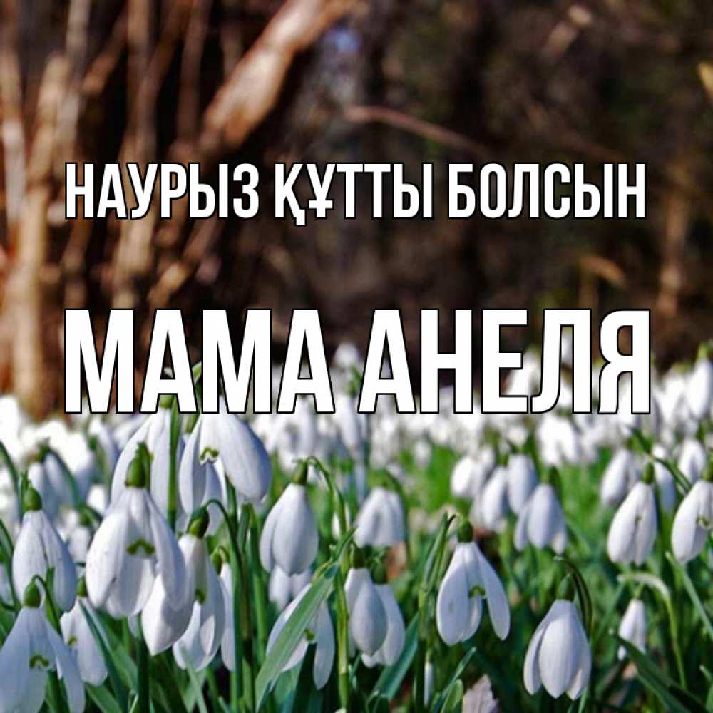 Открытка на каждый день с именем, Мама-Анеля Наурыз құтты болсын с подснежниками 1 Прикольная открытка с пожеланием онлайн скачать бесплатно 