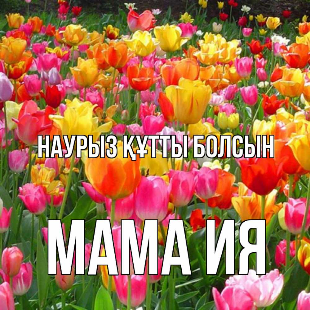 Открытка на каждый день с именем, Мама-Ия Наурыз құтты болсын на наурыз  ура ура Прикольная открытка с пожеланием онлайн скачать бесплатно 