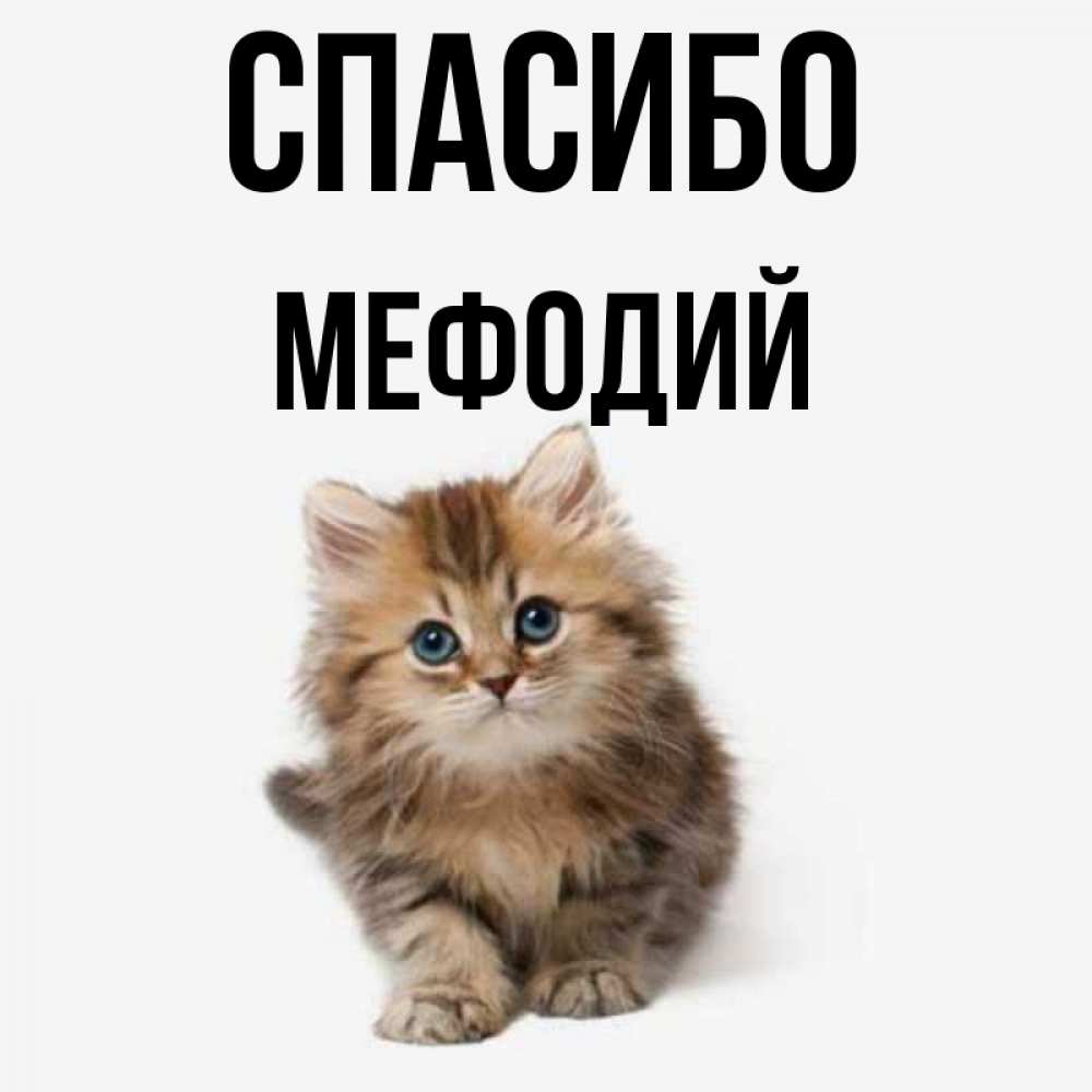 Открытка на каждый день с именем, Мефодий Спасибо пушистый котик Прикольная открытка с пожеланием онлайн скачать бесплатно 