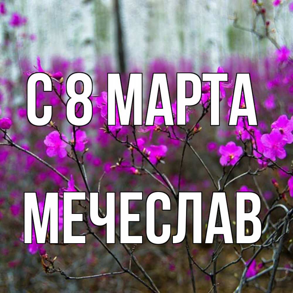Открытка на каждый день с именем, Мечеслав С 8 марта дикие цветы Прикольная открытка с пожеланием онлайн скачать бесплатно 