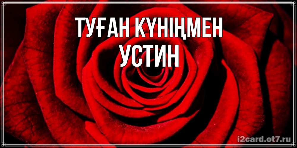 Открытка на каждый день с именем, Устин Туған күніңмен алая роза Прикольная открытка с пожеланием онлайн скачать бесплатно 