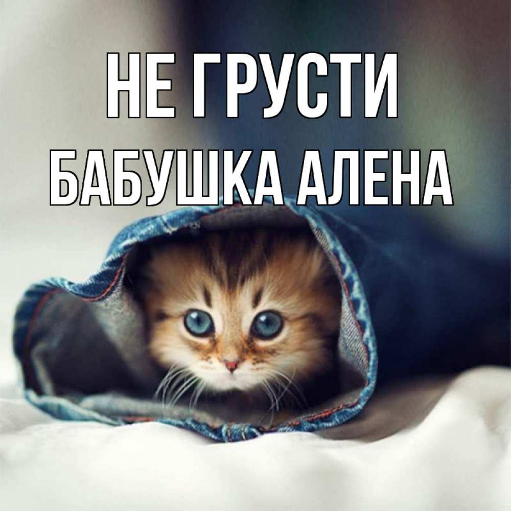 Открытка на каждый день с именем, Бабушка-Алена Не грусти кот в одежде Прикольная открытка с пожеланием онлайн скачать бесплатно 