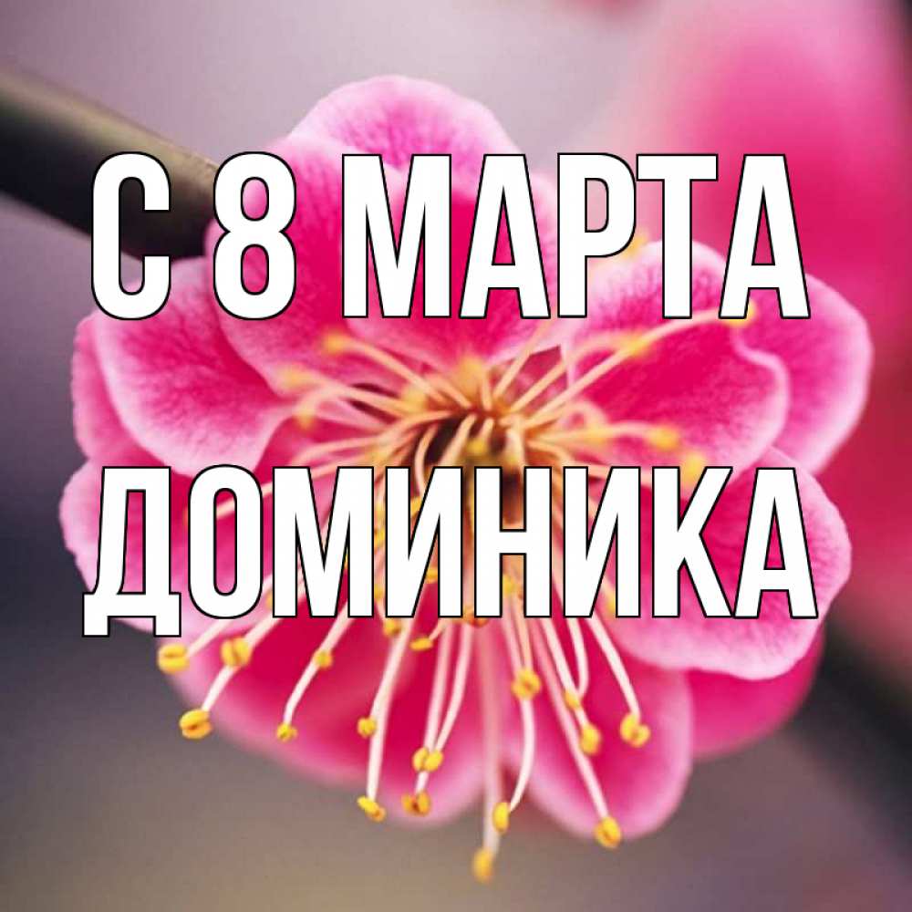Открытка на каждый день с именем, Доминика С 8 МАРТА цветы Прикольная открытка с пожеланием онлайн скачать бесплатно 