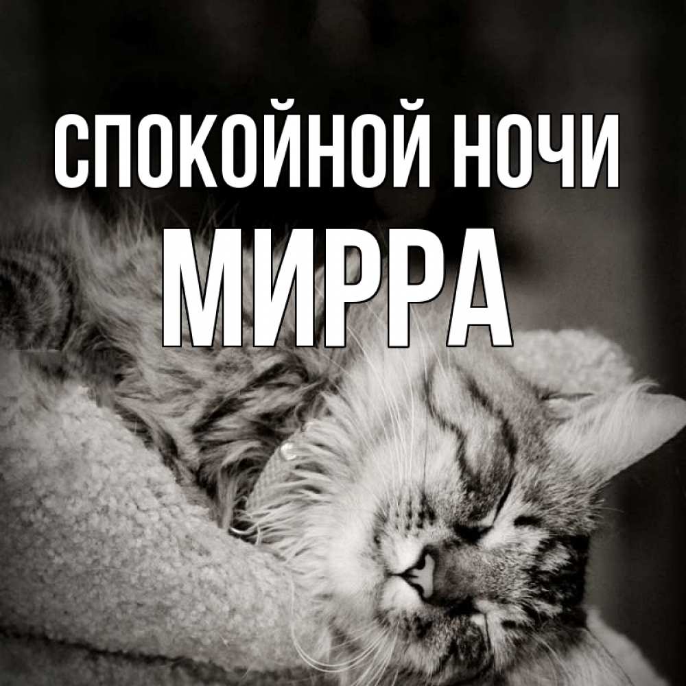 Открытка на каждый день с именем, Мирра Спокойной ночи котярик пушистый Прикольная открытка с пожеланием онлайн скачать бесплатно 