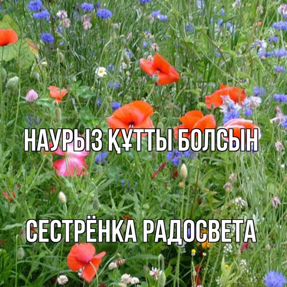 Открытка на каждый день с именем, Сестрёнка-Радосвета Наурыз құтты болсын наурыз  4 Прикольная открытка с пожеланием онлайн скачать бесплатно 
