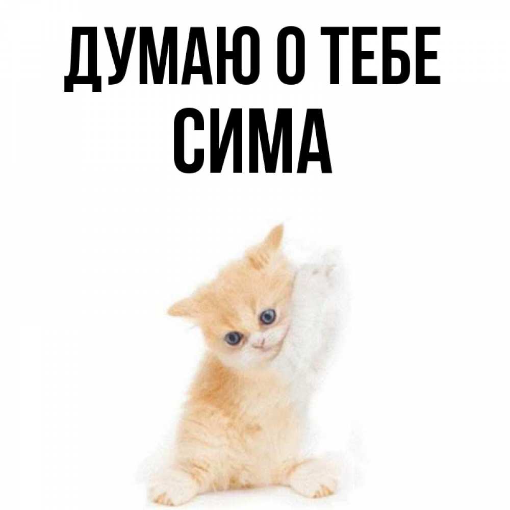 Открытка на каждый день с именем, Сима Думаю о тебе зверушки и милота Прикольная открытка с пожеланием онлайн скачать бесплатно 
