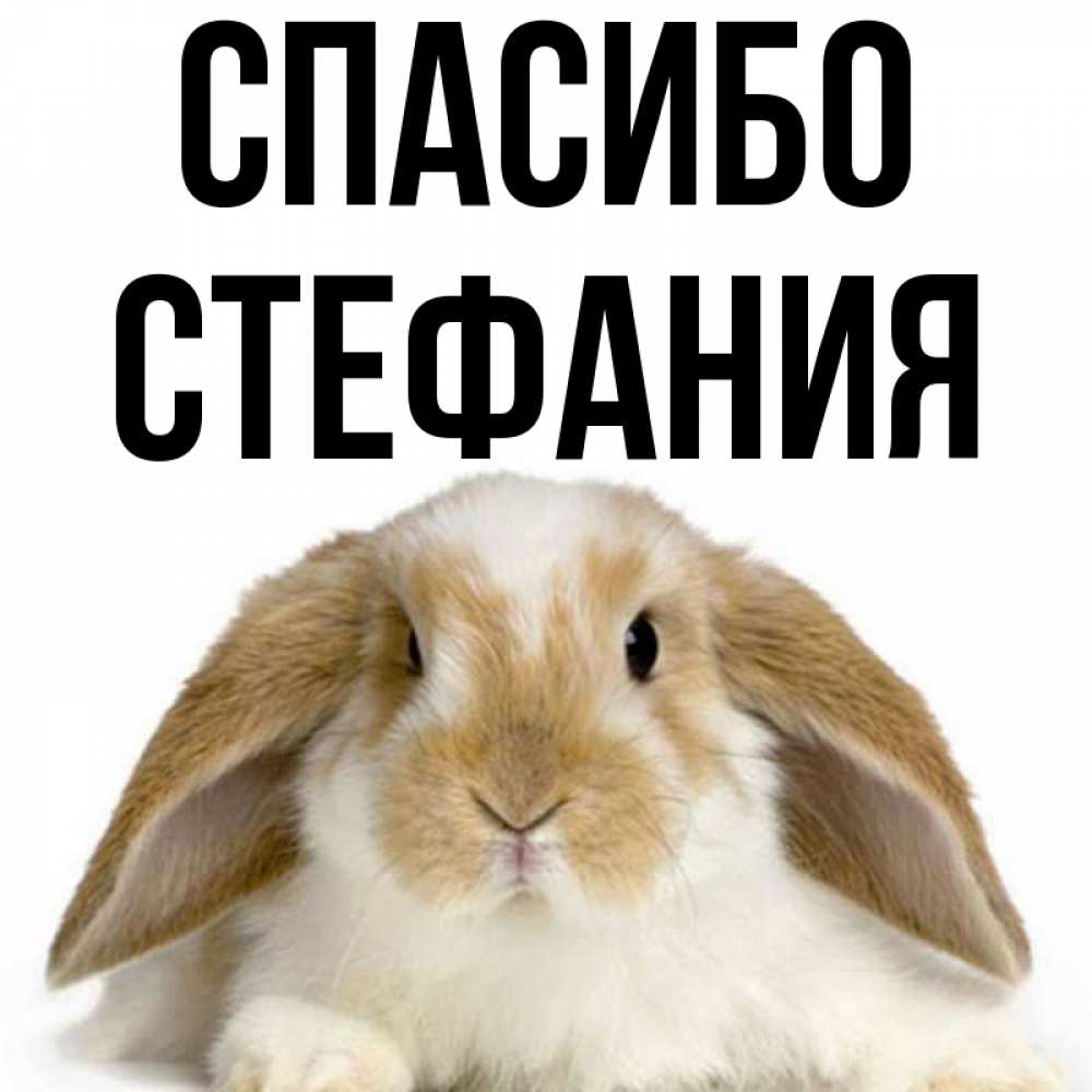Открытка на каждый день с именем, Стефания Спасибо коричнево белый заяц Прикольная открытка с пожеланием онлайн скачать бесплатно 