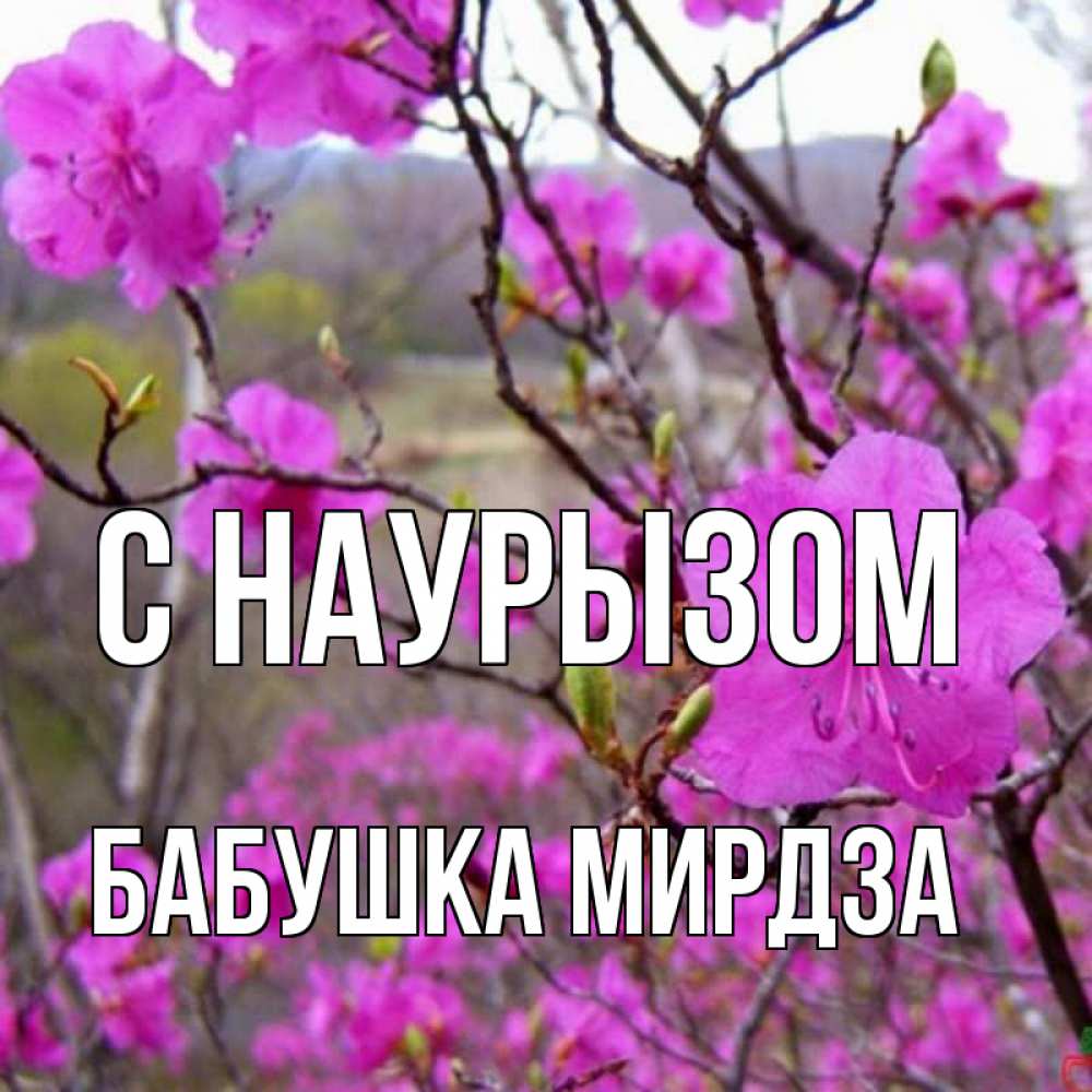Открытка на каждый день с именем, Бабушка-Мирдза С наурызом праздник весны наурыз Прикольная открытка с пожеланием онлайн скачать бесплатно 