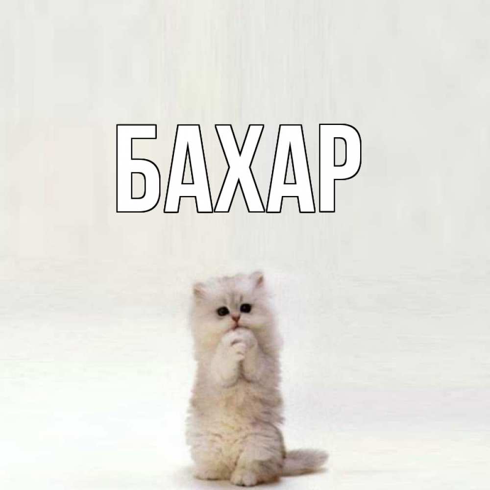 Открытка на каждый день с именем, Бахар Главная грустный кот Прикольная открытка с пожеланием онлайн скачать бесплатно 