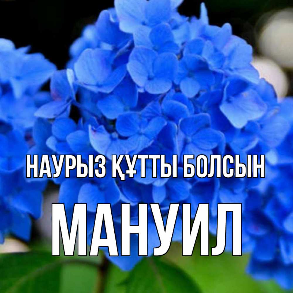 Открытка на каждый день с именем, Мануил Наурыз құтты болсын синие цветы Прикольная открытка с пожеланием онлайн скачать бесплатно 