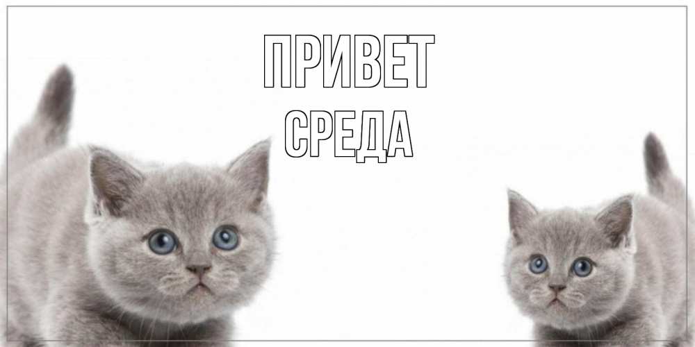 Открытка на каждый день с именем, Среда Привет коты Прикольная открытка с пожеланием онлайн скачать бесплатно 