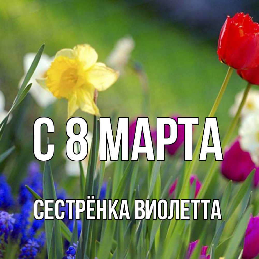 Открытка на каждый день с именем, Сестрёнка-Виолетта С 8 МАРТА международный женский день 3 Прикольная открытка с пожеланием онлайн скачать бесплатно 
