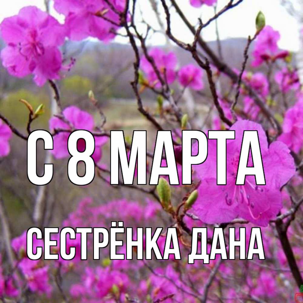 Открытка на каждый день с именем, Сестрёнка-Дана С 8 МАРТА международный женский день Прикольная открытка с пожеланием онлайн скачать бесплатно 