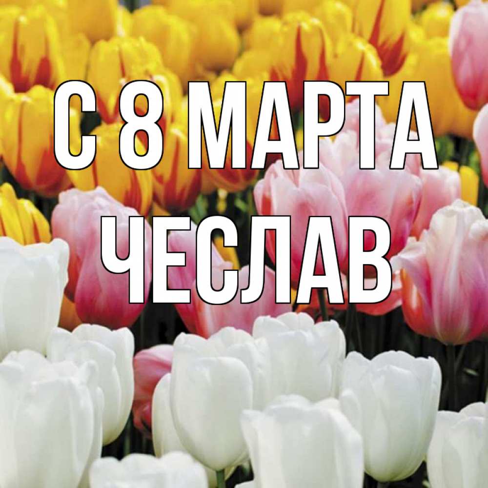 Открытка на каждый день с именем, Чеслав С 8 марта разноцветные цветы Прикольная открытка с пожеланием онлайн скачать бесплатно 
