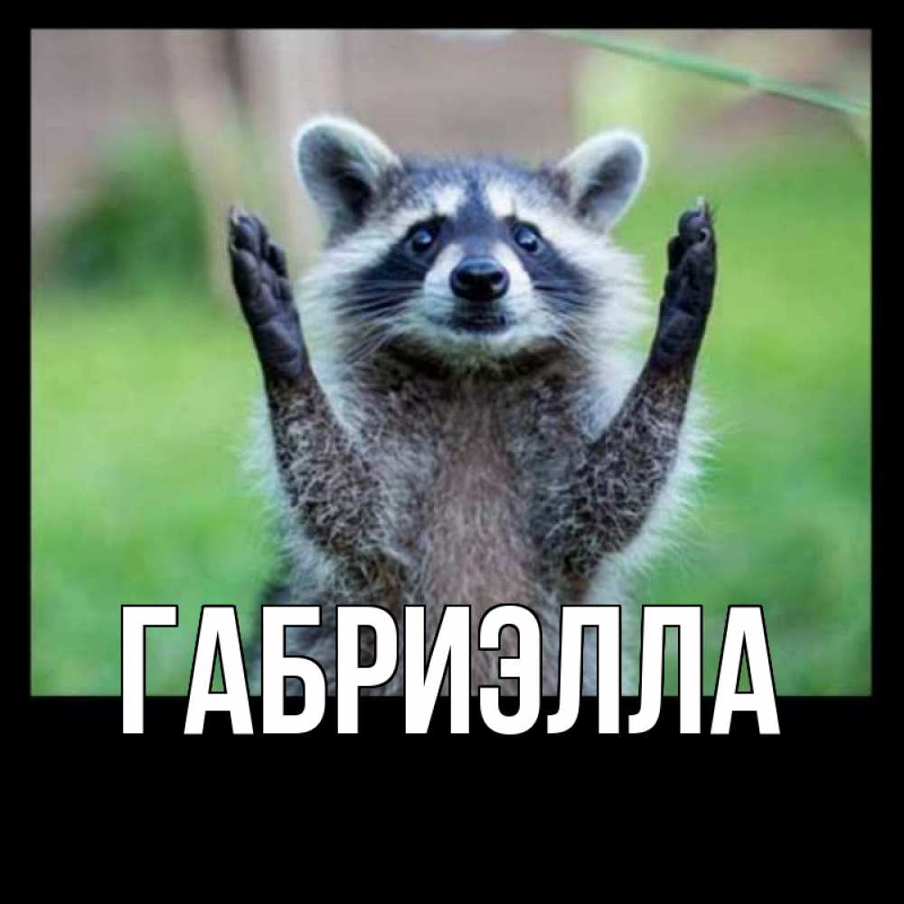 Говорящий енот. Енот. спасибо за внимание енот. енот показывает язык. спасибо от енота.