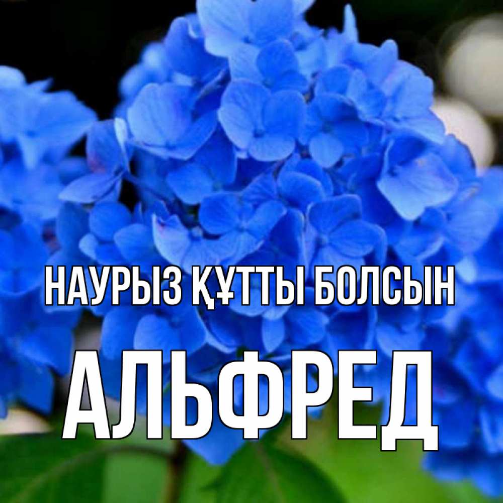 Открытка на каждый день с именем, Альфред Наурыз құтты болсын синие цветы Прикольная открытка с пожеланием онлайн скачать бесплатно 