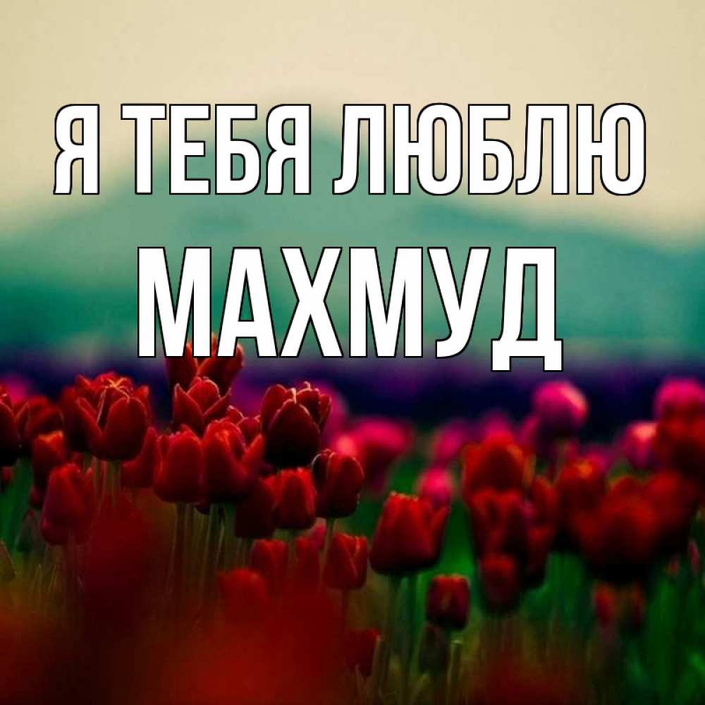 Открытка на каждый день с именем, Махмуд Я тебя люблю тюльпаны 4 Прикольная открытка с пожеланием онлайн скачать бесплатно 