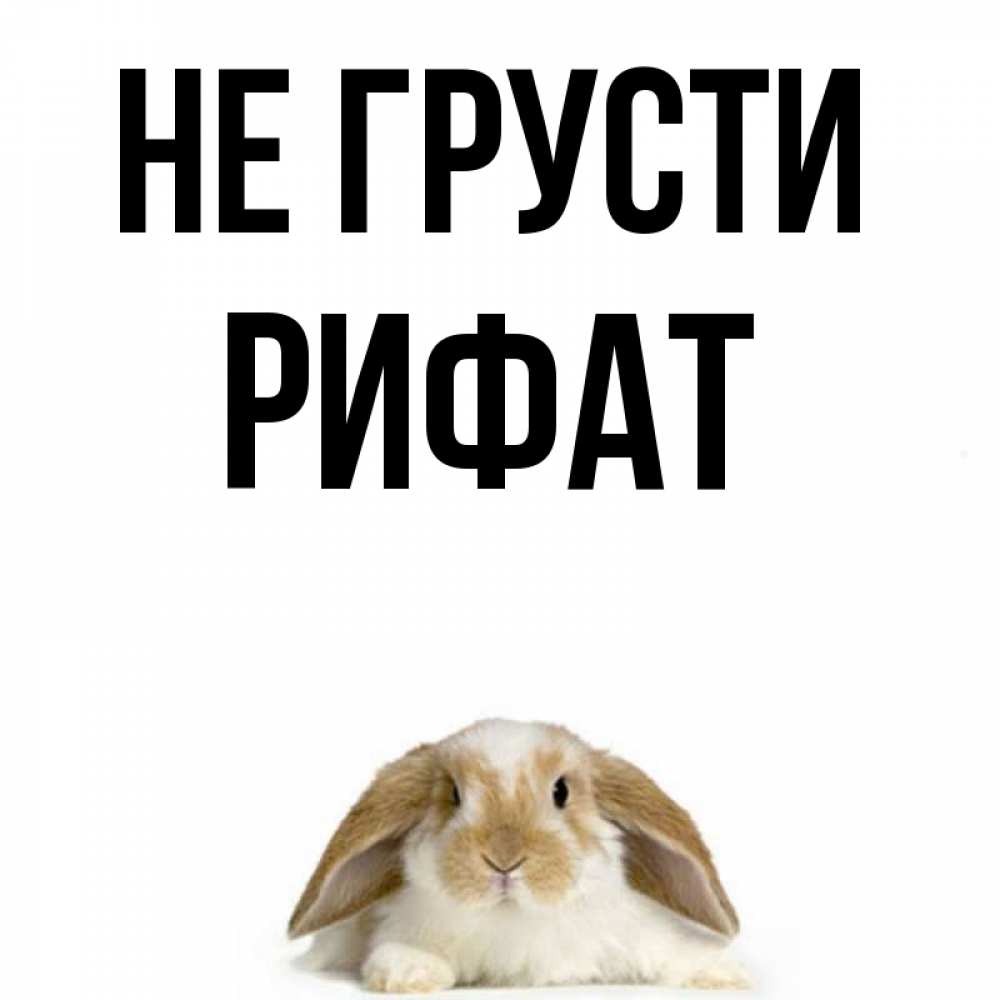 Открытка на каждый день с именем, Рифат Не грусти коричнево белый заяц с большими ушками Прикольная открытка с пожеланием онлайн скачать бесплатно 