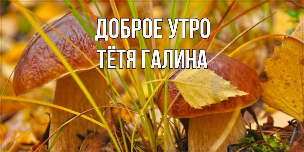 Открытка на каждый день с именем, Тётя-Галина Доброе утро осенние грибы Прикольная открытка с пожеланием онлайн скачать бесплатно 