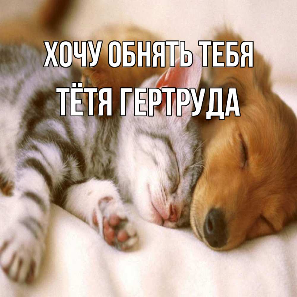 Открытка на каждый день с именем, Тётя-Гертруда Хочу обнять тебя пес и котенок Прикольная открытка с пожеланием онлайн скачать бесплатно 