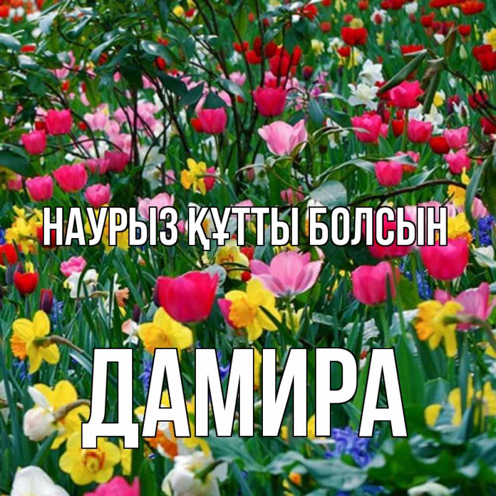 Открытка на каждый день с именем, Дамира Наурыз құтты болсын с наурызом поздравления для женщины Прикольная открытка с пожеланием онлайн скачать бесплатно 