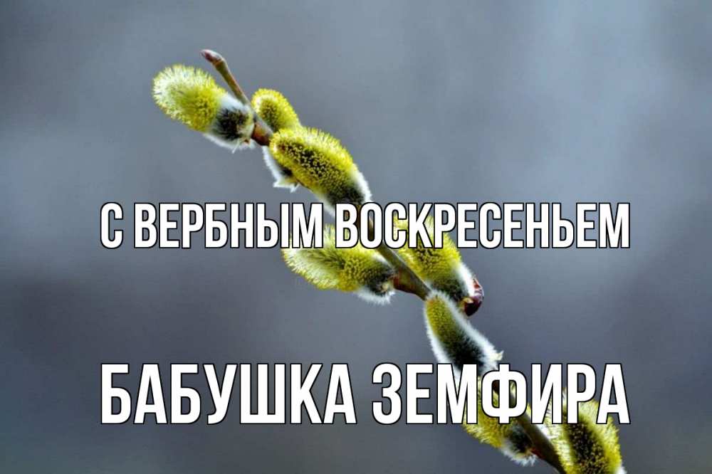 Открытка на каждый день с именем, Бабушка-Земфира С вербным воскресеньем верба Прикольная открытка с пожеланием онлайн скачать бесплатно 