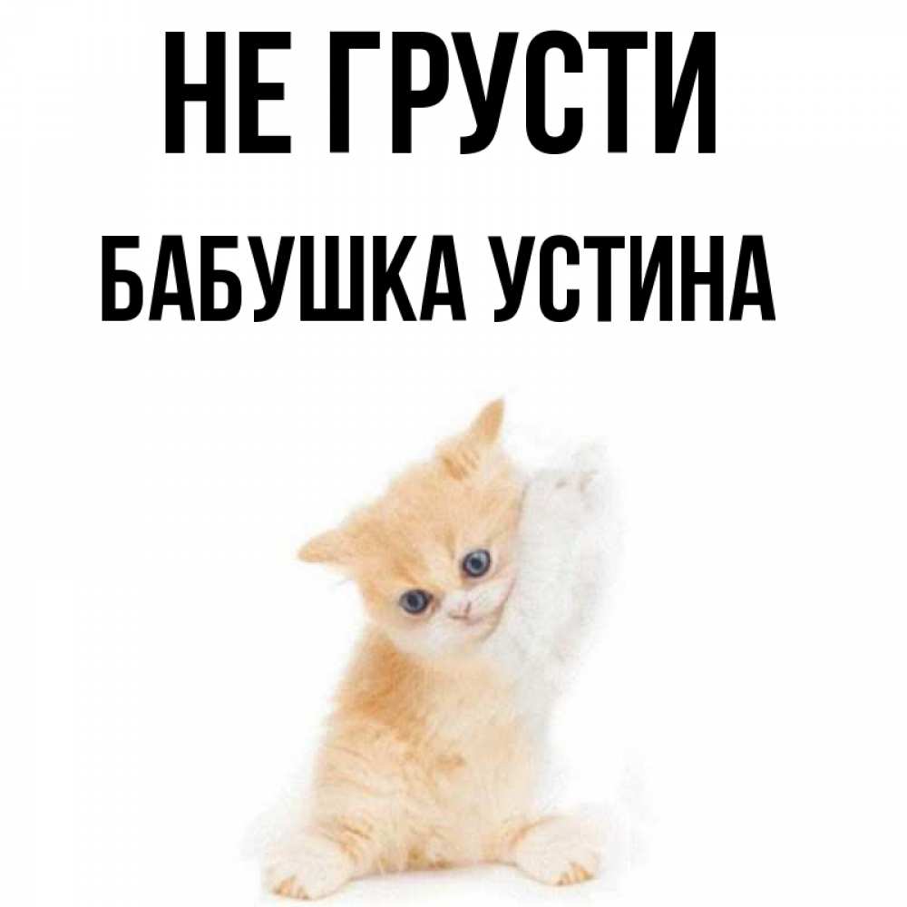 Открытка на каждый день с именем, Бабушка-Устина Не грусти просящий кот Прикольная открытка с пожеланием онлайн скачать бесплатно 
