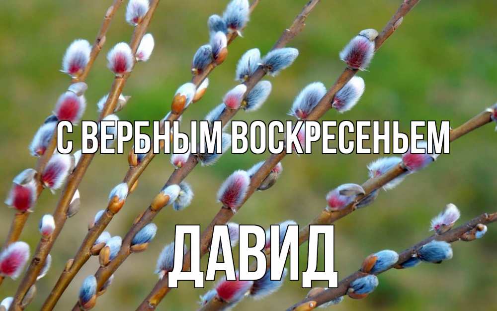 Открытка на каждый день с именем, Давид С вербным воскресеньем верба Прикольная открытка с пожеланием онлайн скачать бесплатно 