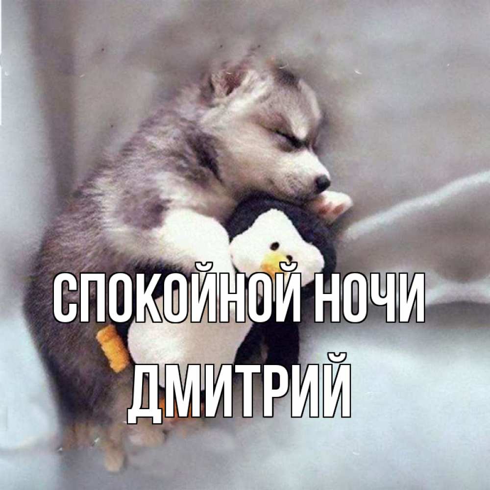 Открытка на каждый день с именем, Дмитрий Спокойной ночи обнимашки щенка и пингвина Прикольная открытка с пожеланием онлайн скачать бесплатно 