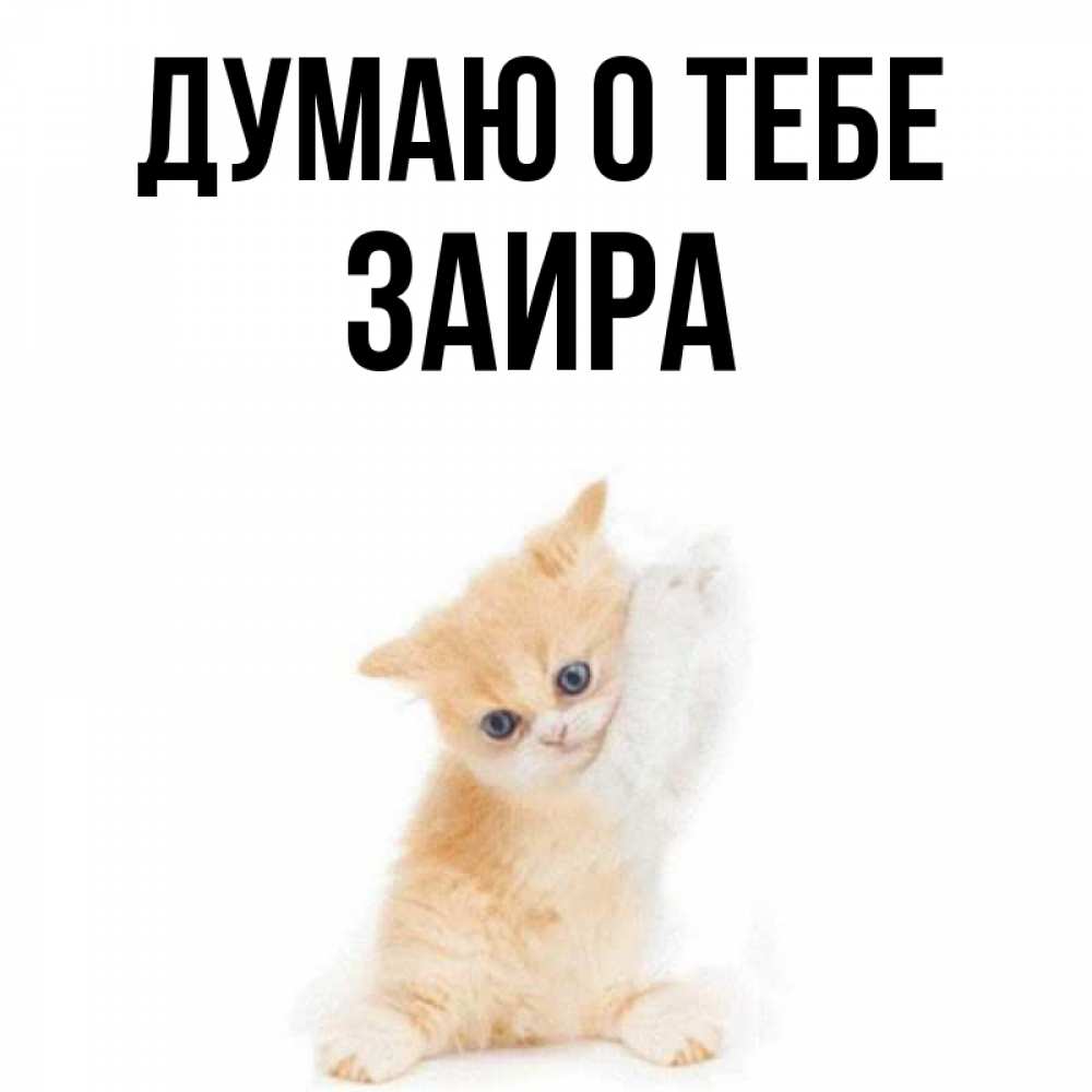 Открытка на каждый день с именем, Заира Думаю о тебе зверушки и милота Прикольная открытка с пожеланием онлайн скачать бесплатно 