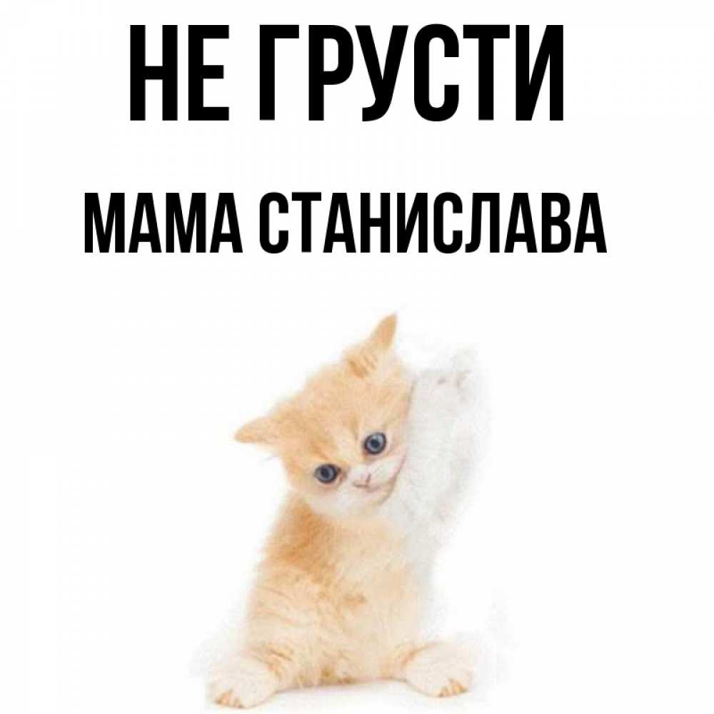 Открытка на каждый день с именем, Мама-Станислава Не грусти просящий кот Прикольная открытка с пожеланием онлайн скачать бесплатно 