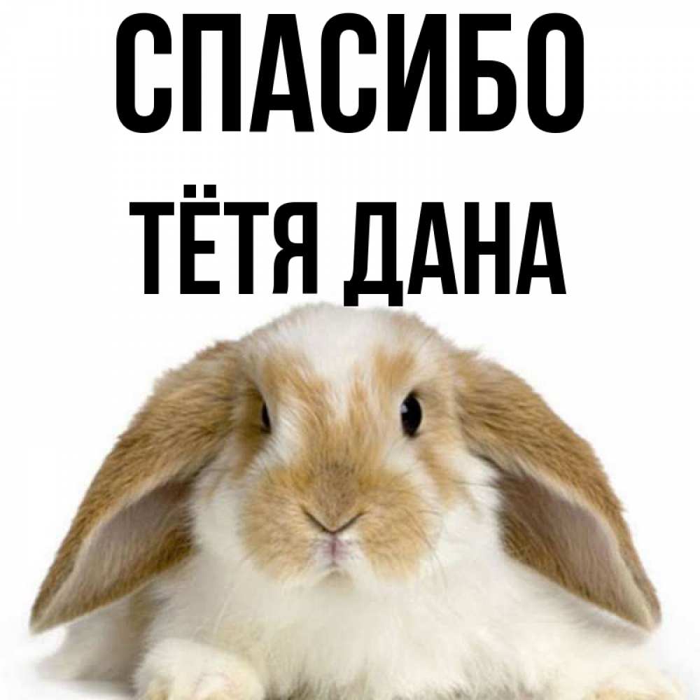Открытка на каждый день с именем, Тётя-Дана Спасибо коричнево белый заяц Прикольная открытка с пожеланием онлайн скачать бесплатно 